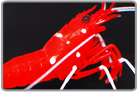 Fire Shrimp